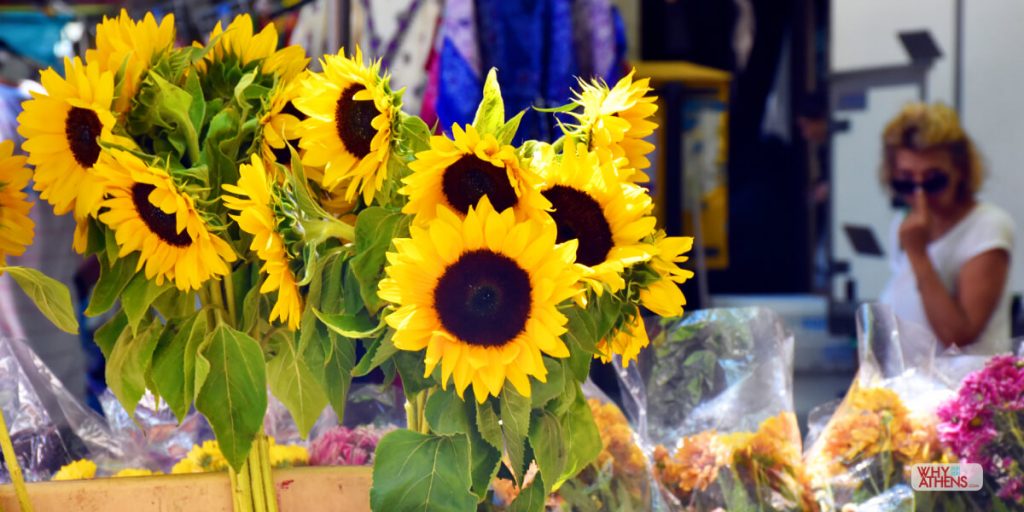 Photo Stories Athens Sunflower Mythology